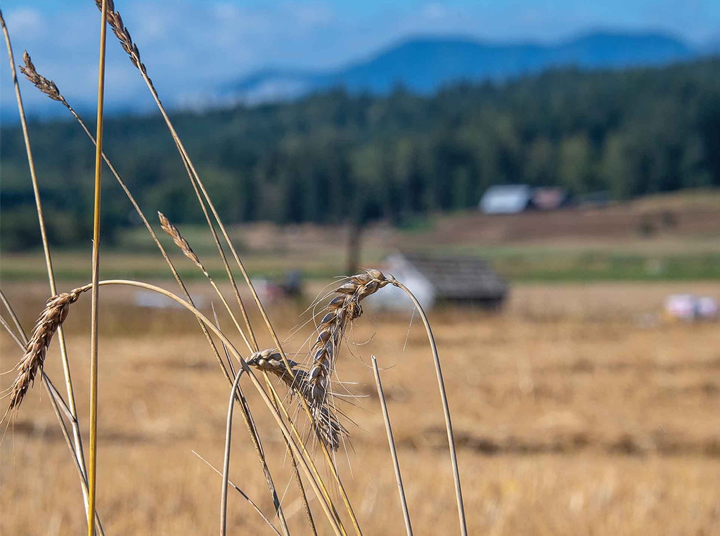 closeup of wheat in a field with barn, trees, and mountains in the distance