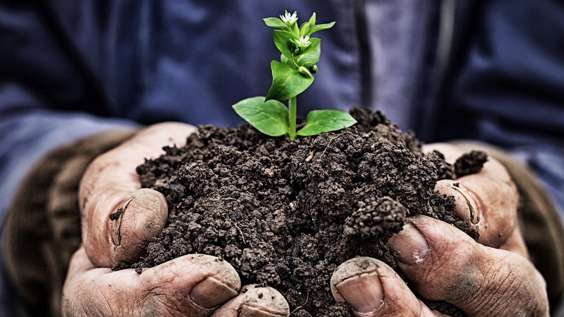 Image of plant in dirt with hands holding dirt